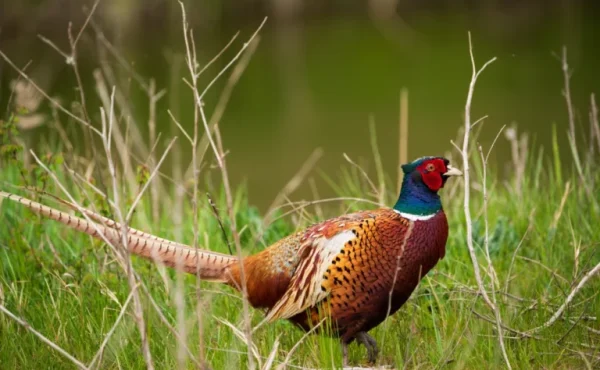 Pheasant